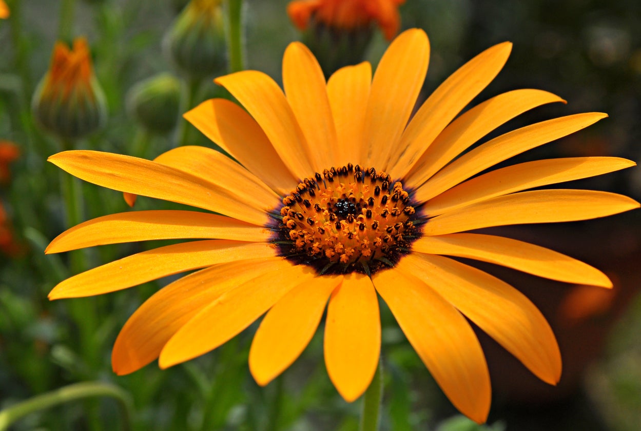 Karoo Marigold Daisy white petals with blue-grey center